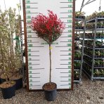 Červienka Fraserova (Photinia × fraseri) ´ROBUSTA COMPACTA´ - výška 140-170 cm, obvod kmeňa 6/8 cm, kont. C15L NA KMIENKU